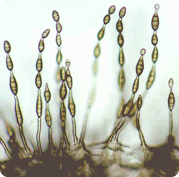 Alternaria vega test warszawa odrobaczanie